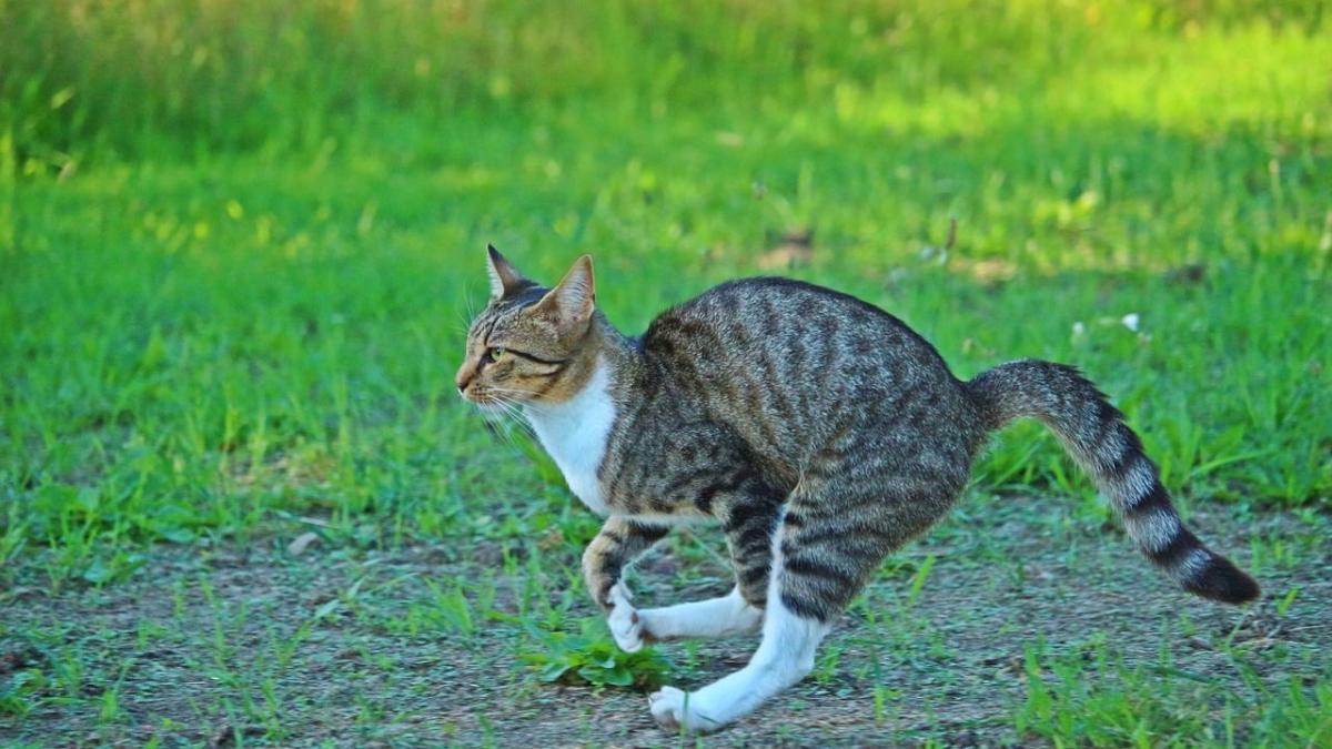 Chat S Il A Un Coup De Folie Apres Avoir Fait Ses Besoins Ce N Est Pas Juste Car Il Est Heureux