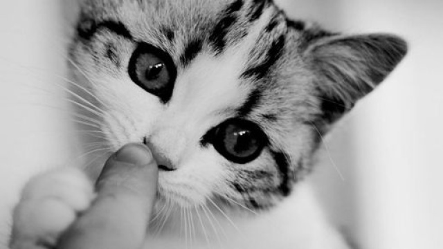 Chat : pourquoi enroule-t-il sa queue autour de ses pates ?