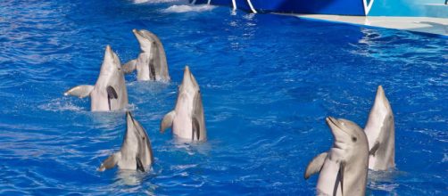 Jumping dolphins in SeaWorld San Diego. [Image source/Antoine Taveneaux, Wikimedia Commons]