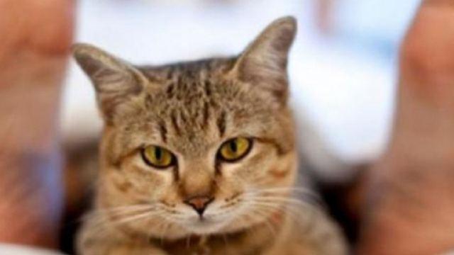 chat s'il dort au pied du lit ce n'est pas seulement pour sa survie