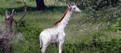 Matan a la única jirafa blanca de Kenia y a su cría