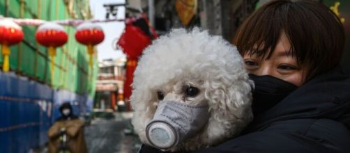 China: Shenzhen prohibiría comer perros y gatos | GQ México y ... - com.mx