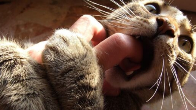 chat : s'il mordille son maitre ce n'est pas seulement pour jouer