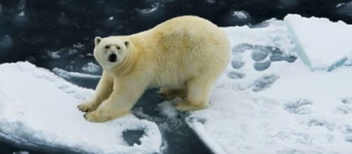 Melting ice caps have an effect on polar bears, sea level rise. [Image source/Anna Fomitchev YouTube video]