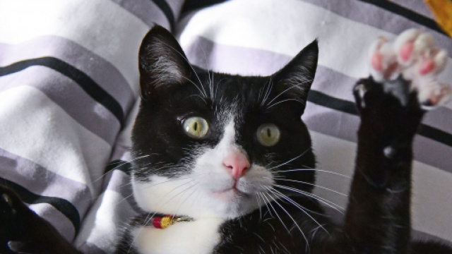 Il semblerait que votre chat ait un pr&eacute;f&eacute;r&eacute; dans la famille