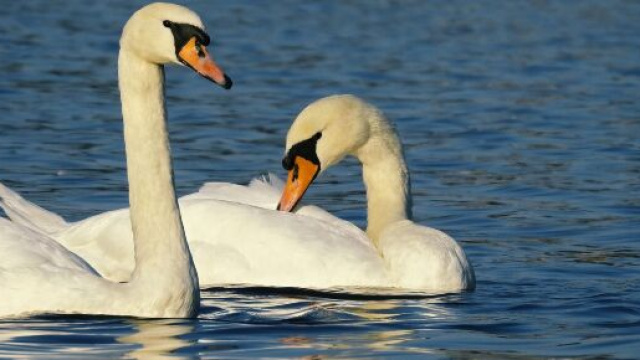 L'oroscopo dell'amore di coppia del 13 marzo: Scorpione istintivo, Cancro affascinante