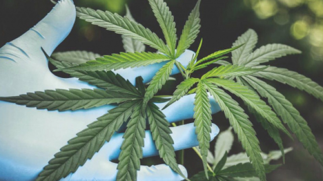 Montargis : 3 migrants vietnamiens forcés à cultiver de cannabis. Credit : Pexels/Aphiwat chuangchoem
