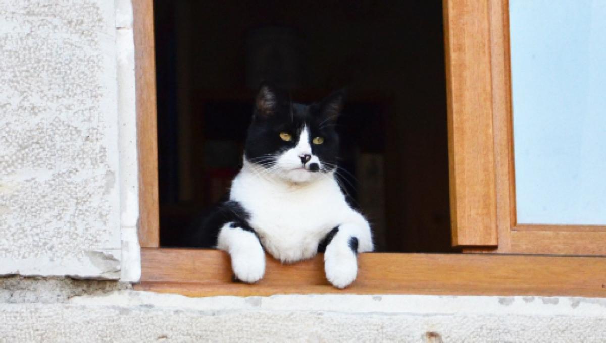 Chat S Il Sort De La Maison Et Revient Comme Une Fleur Ce N Est Pas Seulement Pour Manger