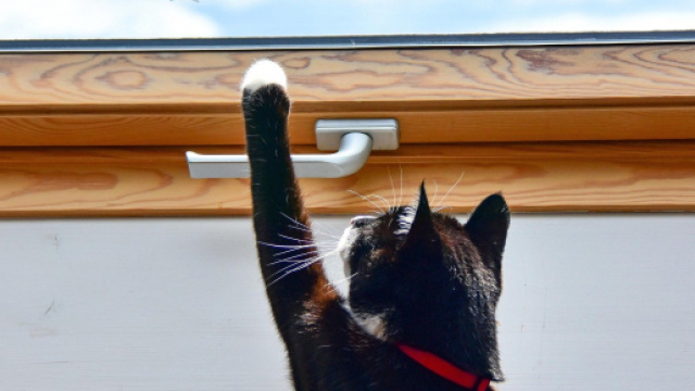 chat s'il se met à gratter ce n'est pas seulement pour sortir