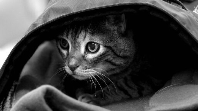 Coronavirus: le nombre d'abandon de chat et chien inquiète la SPA