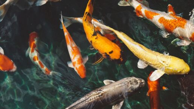 L'oroscopo di aprile dei Pesci, amore e lavoro.