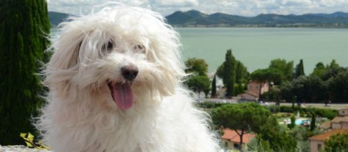 Los poodles y maltés se encuentran entre las principales razas domésticas. - pxhere.com