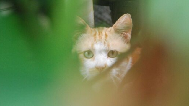 le chat pourrait être allergique à l'homme