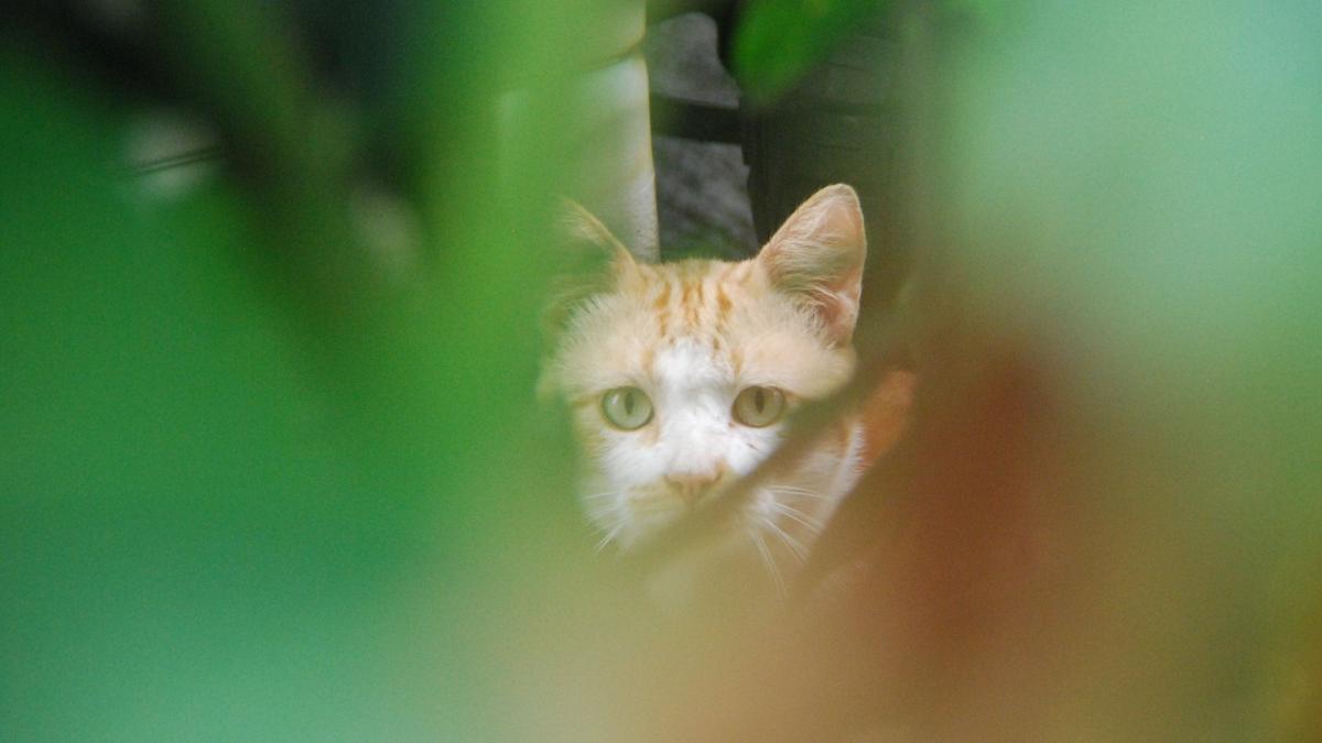 Chat Il Pourrait Etre Allergique A Son Humain