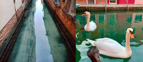 Los animales vuelven a los canales de Venecia, que vuelven a estar limpios durante la cuarentena en Italia.