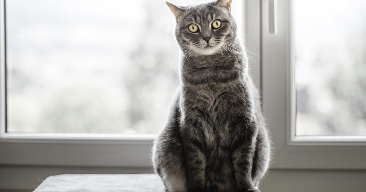 Chat Il Passerait 5 Heures Par Jour Devant La Fenetre Et Pas Seulement Pour Le Paysage