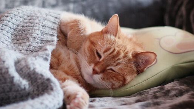 Pourquoi mon chat dort sur ma tête ?