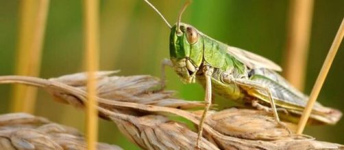 Africa’s locust ‘crisis’ could mean food shortage- image credit - Christels / Pixabay