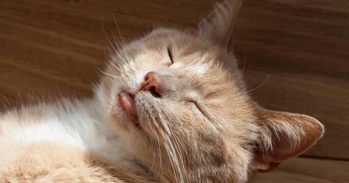 Chat S Il Leche Vos Cheveux Ce N Est Pas Seulement Parce Que Vous Etes De Sa Famille