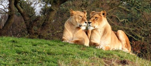 Oroscopo settimanale dal 13 al 19 aprile: Toro fiacco, Leone entusiasta.