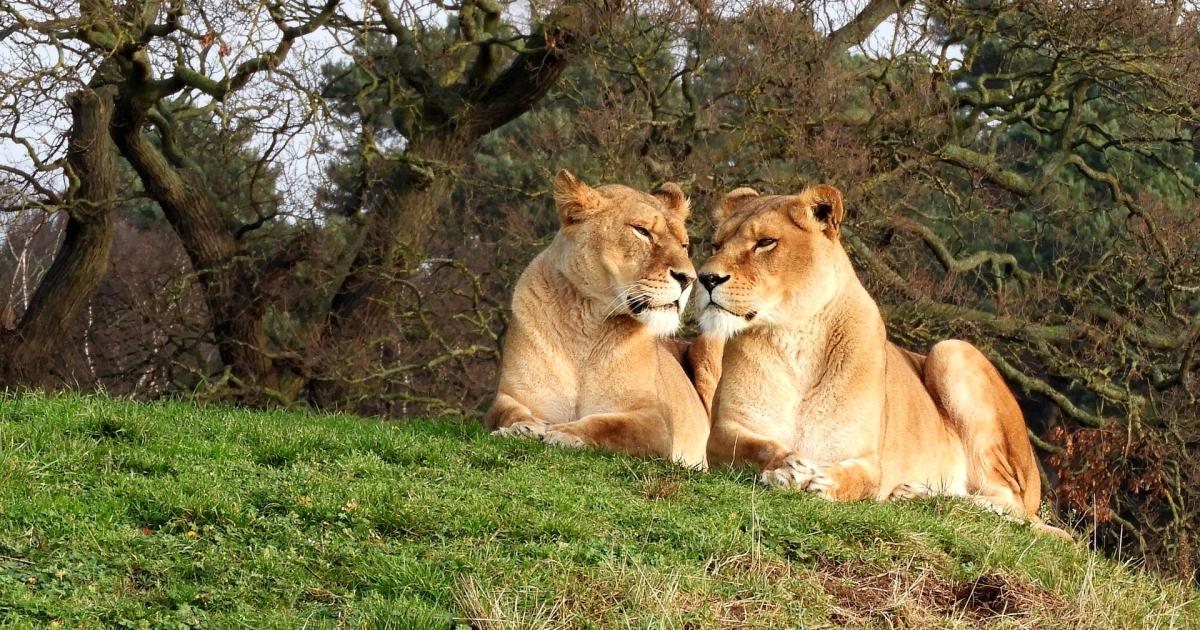 Oroscopo settimanale dal 13 al 19 aprile: Toro fiacco, Leone entusiasta