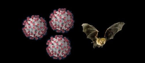 Nature Medicine: SARS-CoV-2 sarebbe il risultato di una evoluzione naturale e l’ultimo ospite prima dell’uomo potrebbe essere il pipistrello.