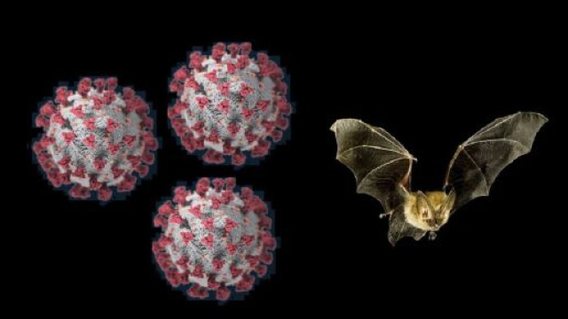Nature Medicine: SARS-CoV-2 sarebbe il risultato di una evoluzione naturale e l’ultimo ospite prima dell’uomo potrebbe essere il pipistrello.