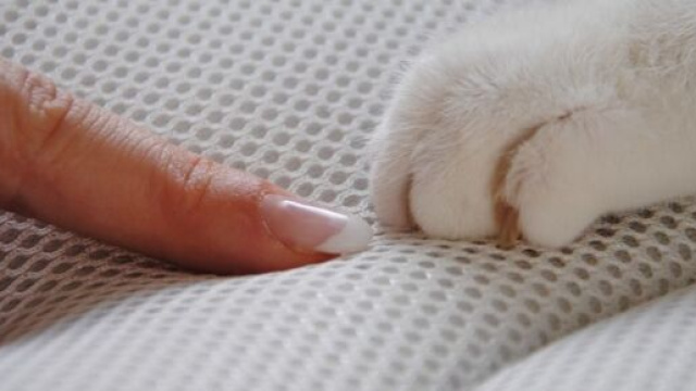 Comment faire pour que mon chat arrête de me griffer