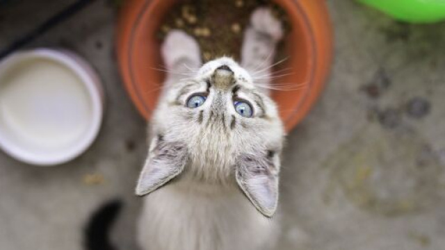 Pourquoi mon chat gratte-t-il a côté de sa gamelle