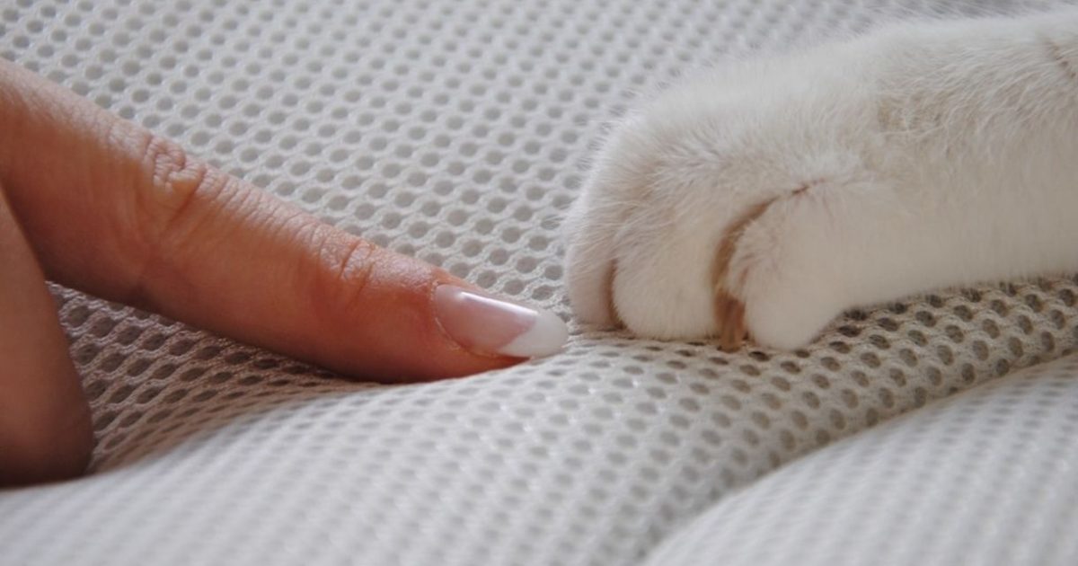Chat : 5 conseils efficaces pour qu'il arrête de vous griffer