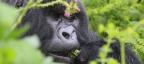 Photogallery - Coronavirus, in Africa chiudono i parchi: i gorilla di montagna rischierebbero il contagio