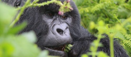 Chiudono alcuni parchi in Africa, anche i gorilla di montagna sono a rischio per coronavirus