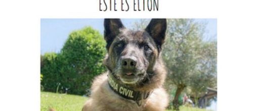 Fallece Elton, el perro policía que encontró a Diana Quer o a Gabriel
