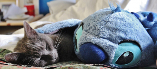 chat : comment s'en occuper correctement pendant le confinement