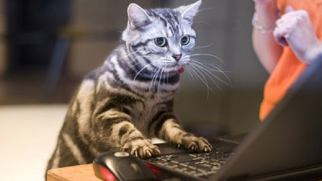 chat quand tu travailles de la maison en confinement