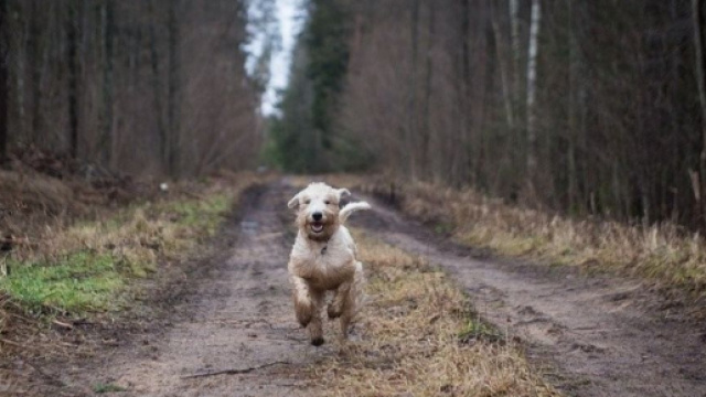 Chien : les mesures de confinement vont modifier nos habitudes - crédit photo Marlène