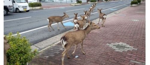 Animales que han invadido las ciudades mientras la gente está en ... - cuantarazon.com