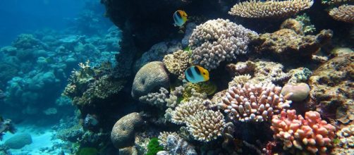 Part of the Great Barrier Reef marine park. [Image source/Wise Hok Wai Lum, Wikimedia Commons]