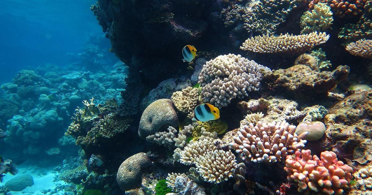 Coral Reefs In Australia Face Third Mass Bleaching Event In Five Years 