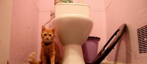 chat s'il vous suite aux toilettes ce n'est pas seulement car il a peur