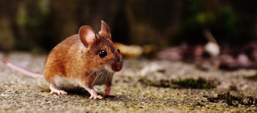 El Hantavirus es transmitido por ratones y ratas.
