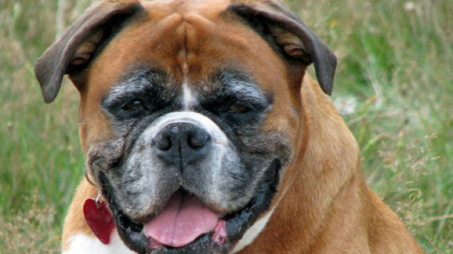 Chien : 5 conseils pour prendre soin de lui lorsqu'il est âgé