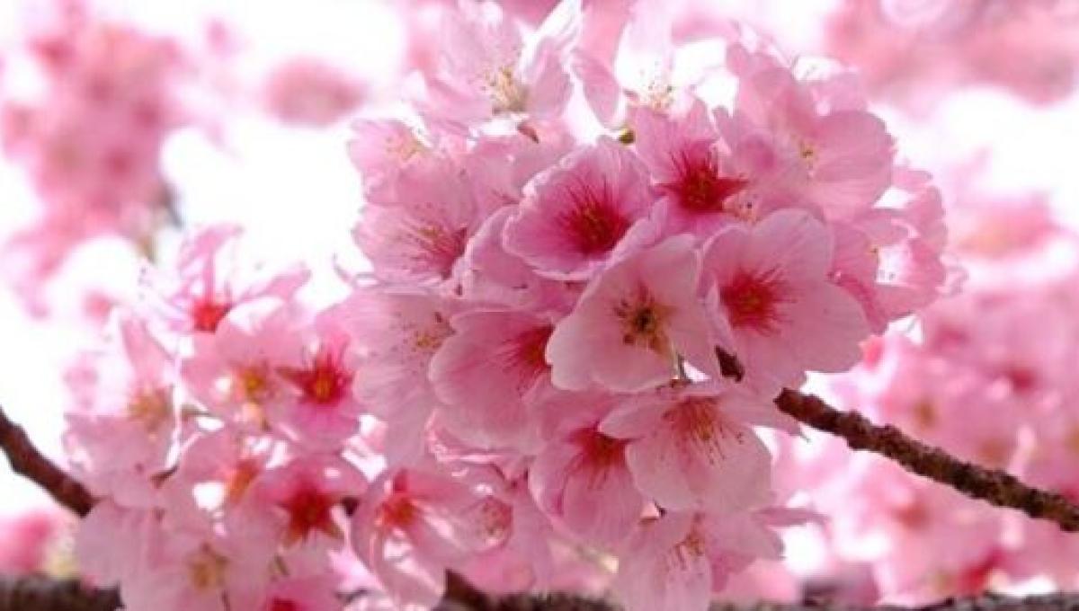 Japan Cancels Major Cherry Blossom Festivals Due To Coronavirus