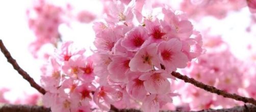 Japan Cherry Blossom - Image credit - t_watanabe / CCO/ Pixabay