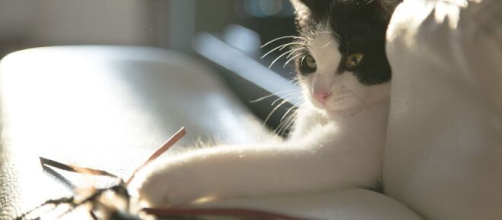Chat: combien de temps devriez-vous jouer avec lui par jour
