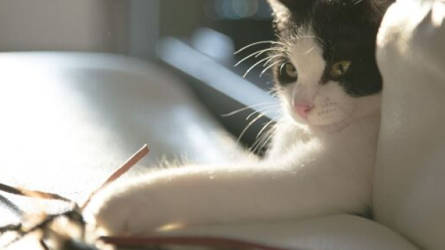 Chat: combien de temps devriez-vous jouer avec lui par jour