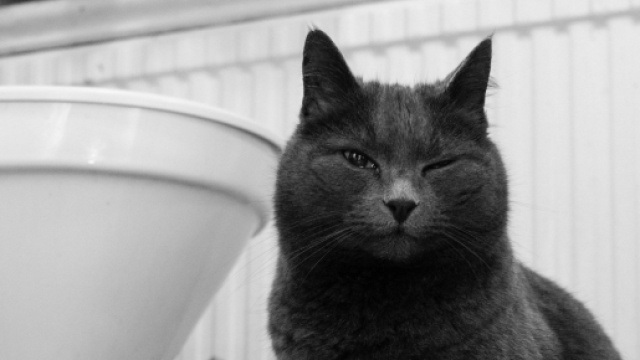 Chat pourquoi vous suit-il jusqu'aux toilettes