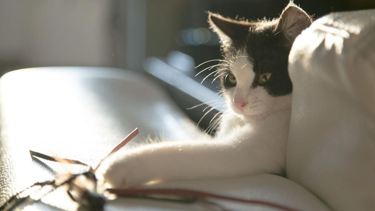 Chat Il Faudrait Jouer Avec Lui A Minima 40 Minutes Par Jour Chat Il Faudrait Jouer Avec Lui A Minima 40 Minutes Par Jour