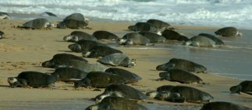 70 mil tortugas marinas pudieron anidar en playas vacías por efecto del coronavirus. Foto Gustavo Zambrano - Flickr(Foto