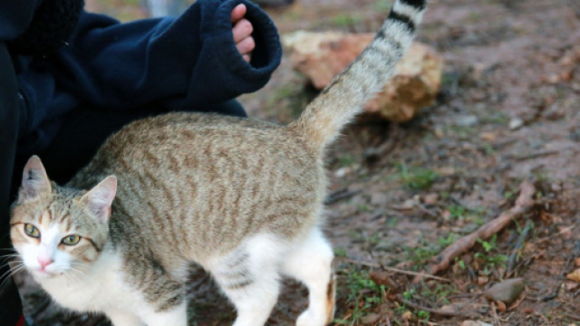 chat et coronavirus la science a parlé